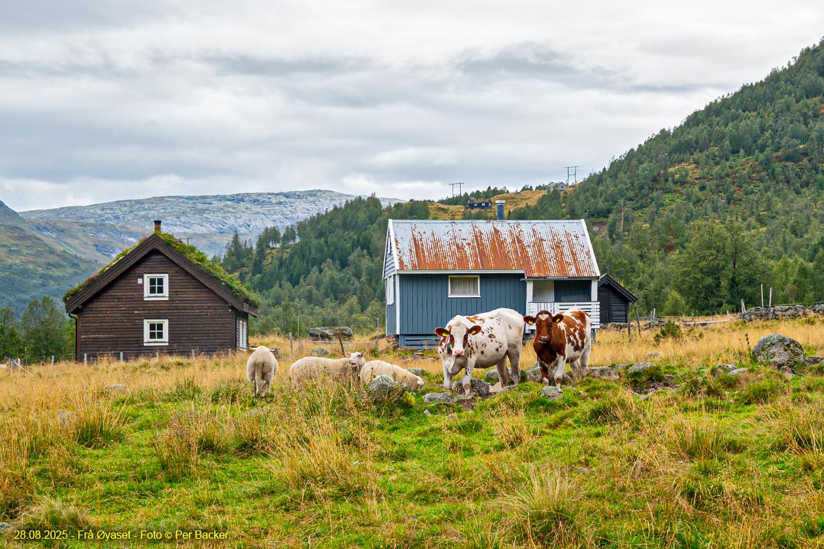 Frå Øyaset