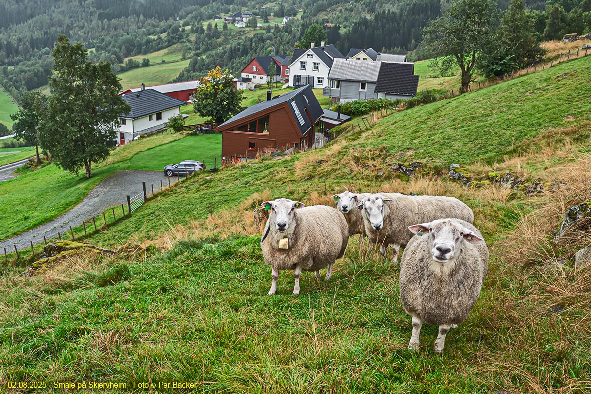 Smale på Skjervheim