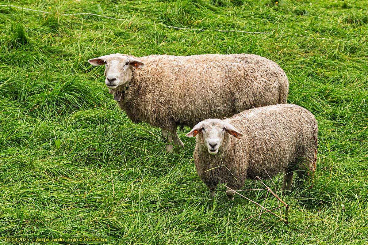 Lam på Tveite
