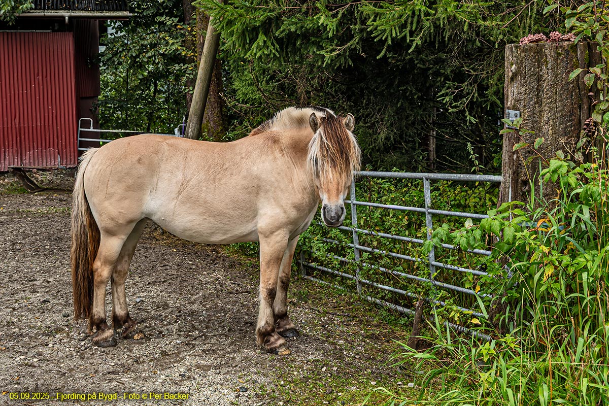 Fjording på Bygd
