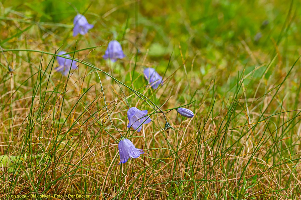 Blåklokker