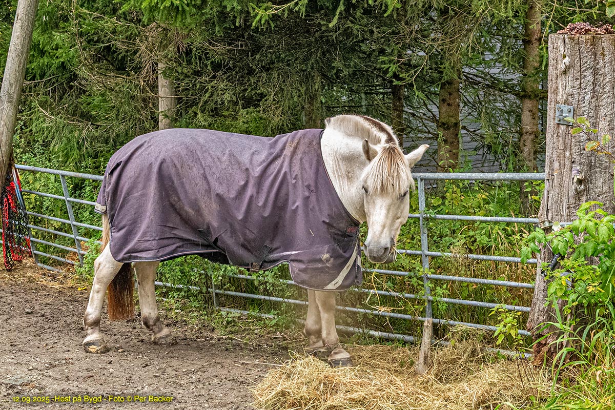 Hest på Bygd