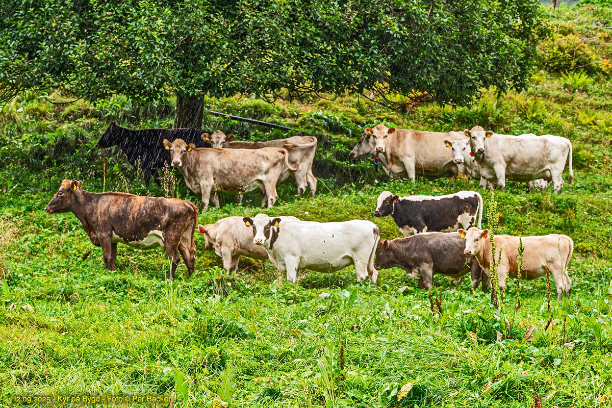 Kyr på Bygd