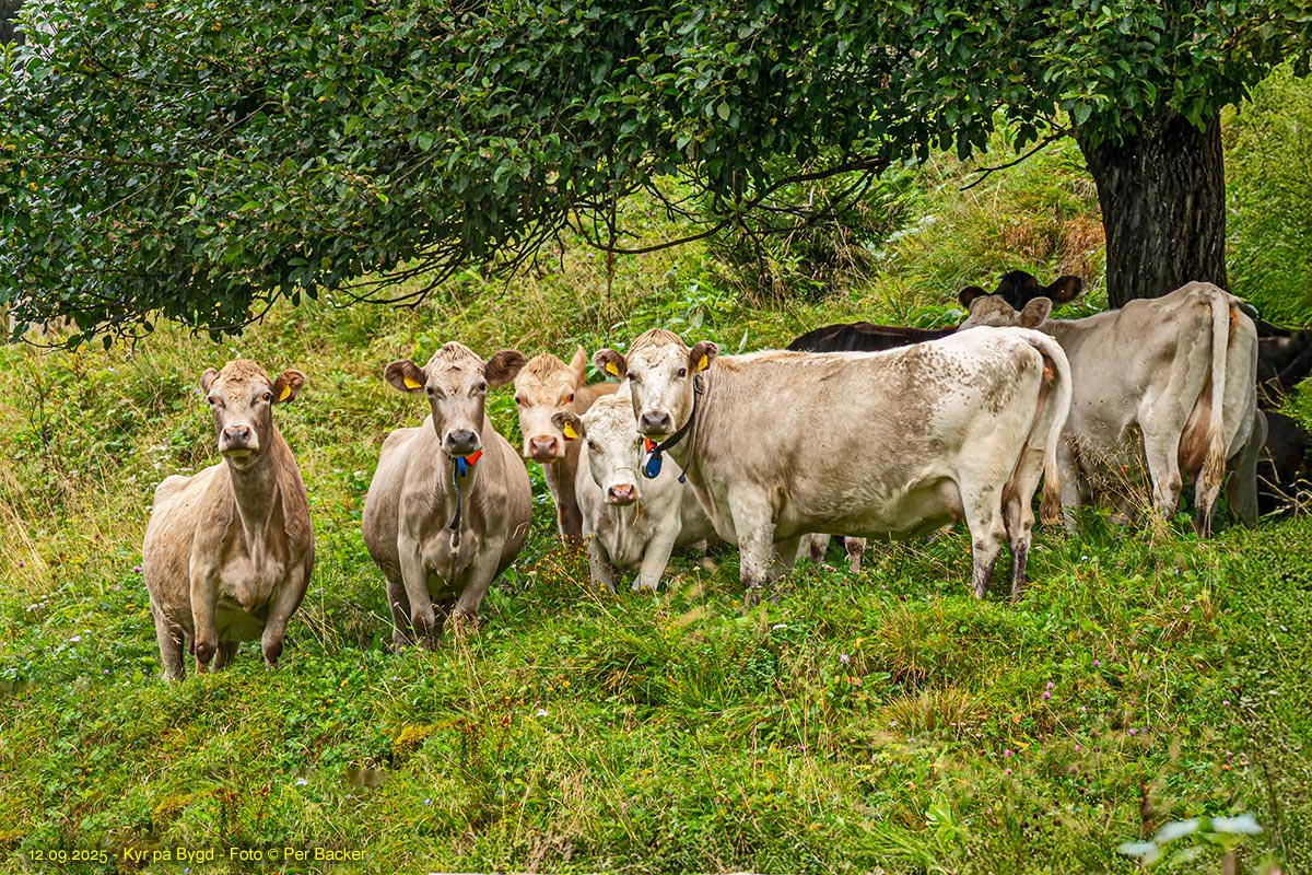 Kyr på Bygd