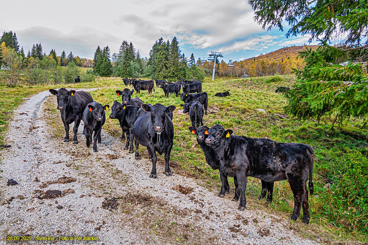 Svarte kyr på Overland