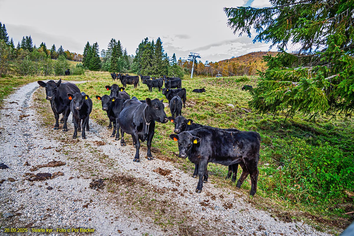 Svarte kyr på Overland