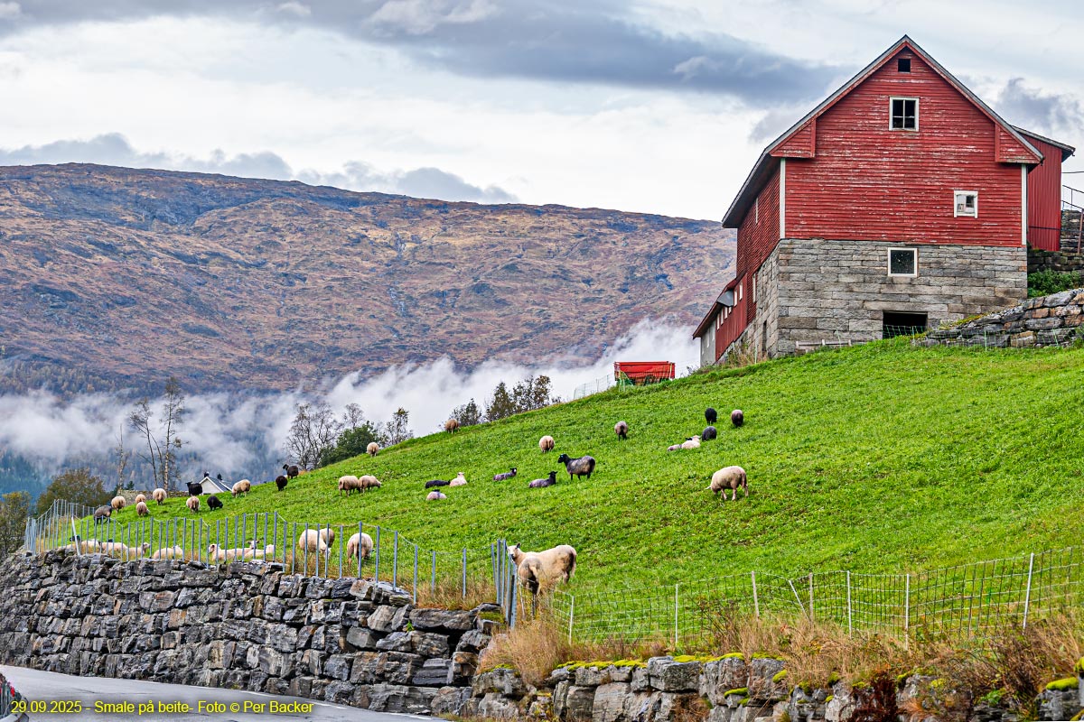Smale på beite