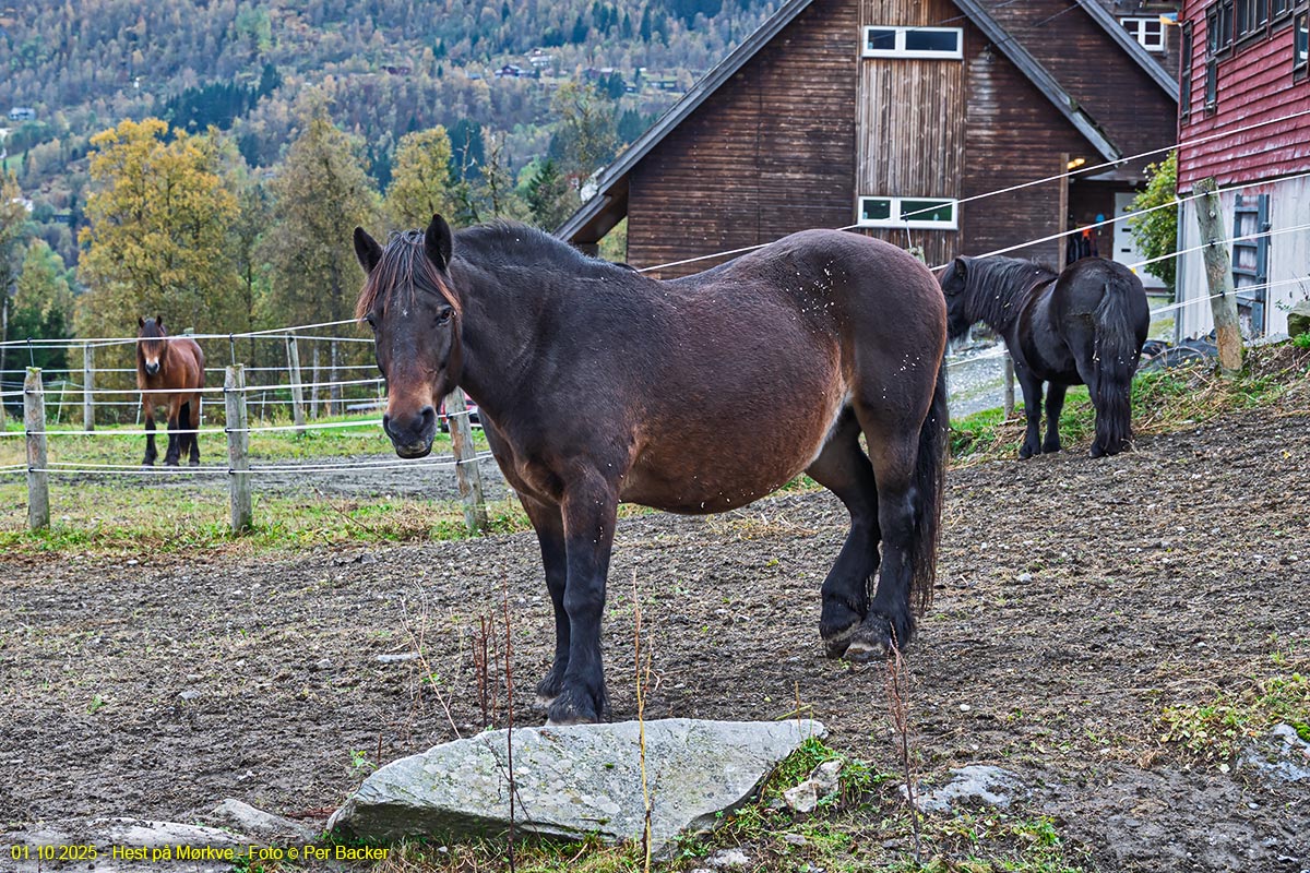 Hest på Mørkve