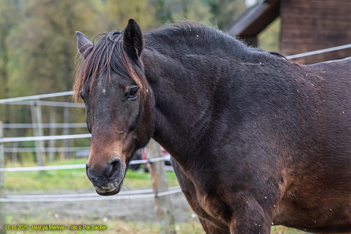 Hest på Mørkve