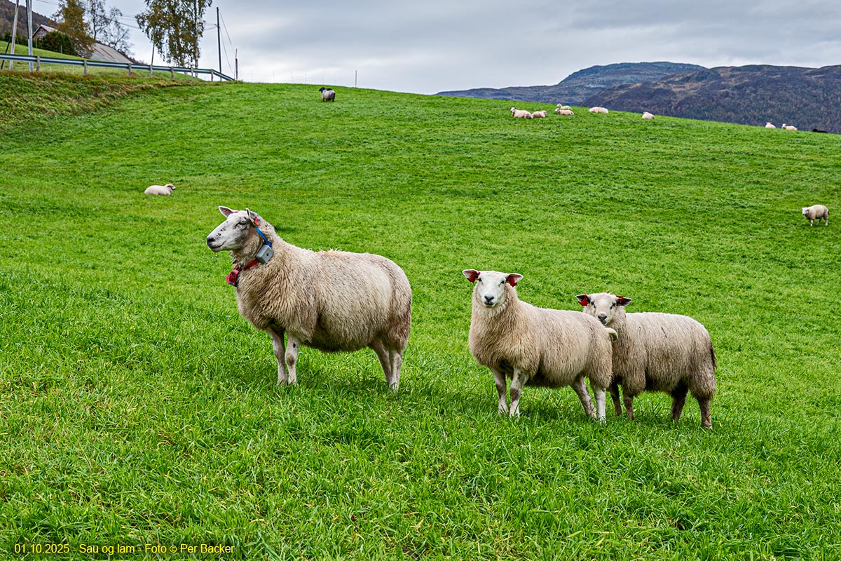 Sau og lam