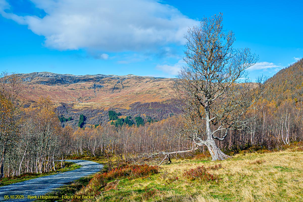 Bjørk i Hogsteren