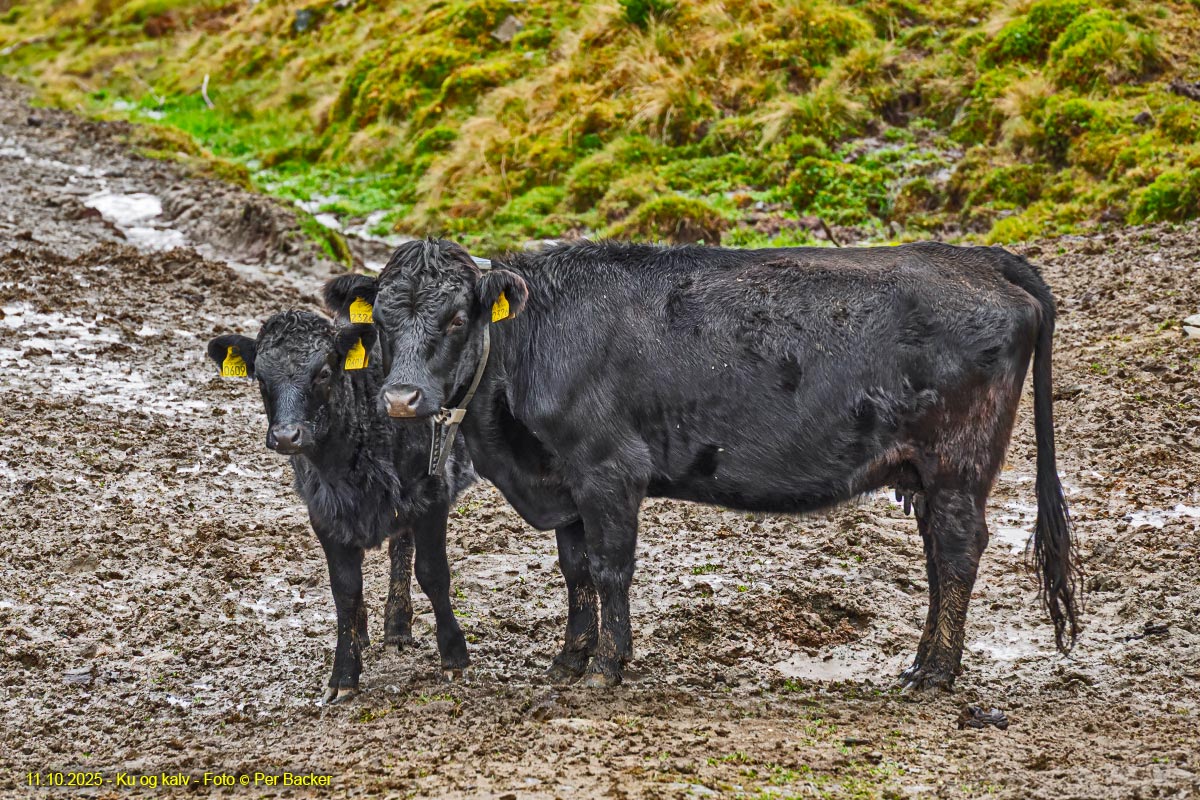 Ku og kalv