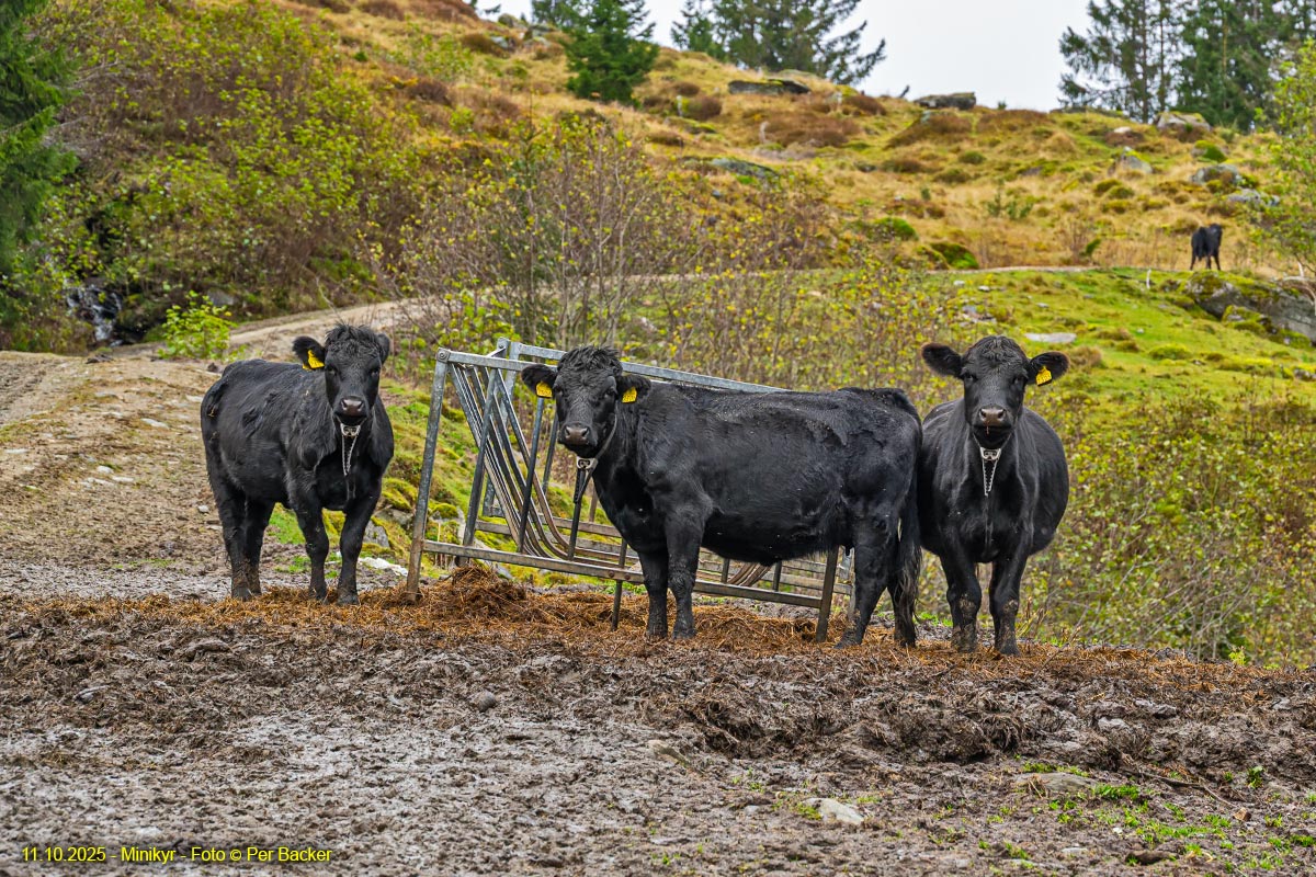 Minikyr på Mørkve