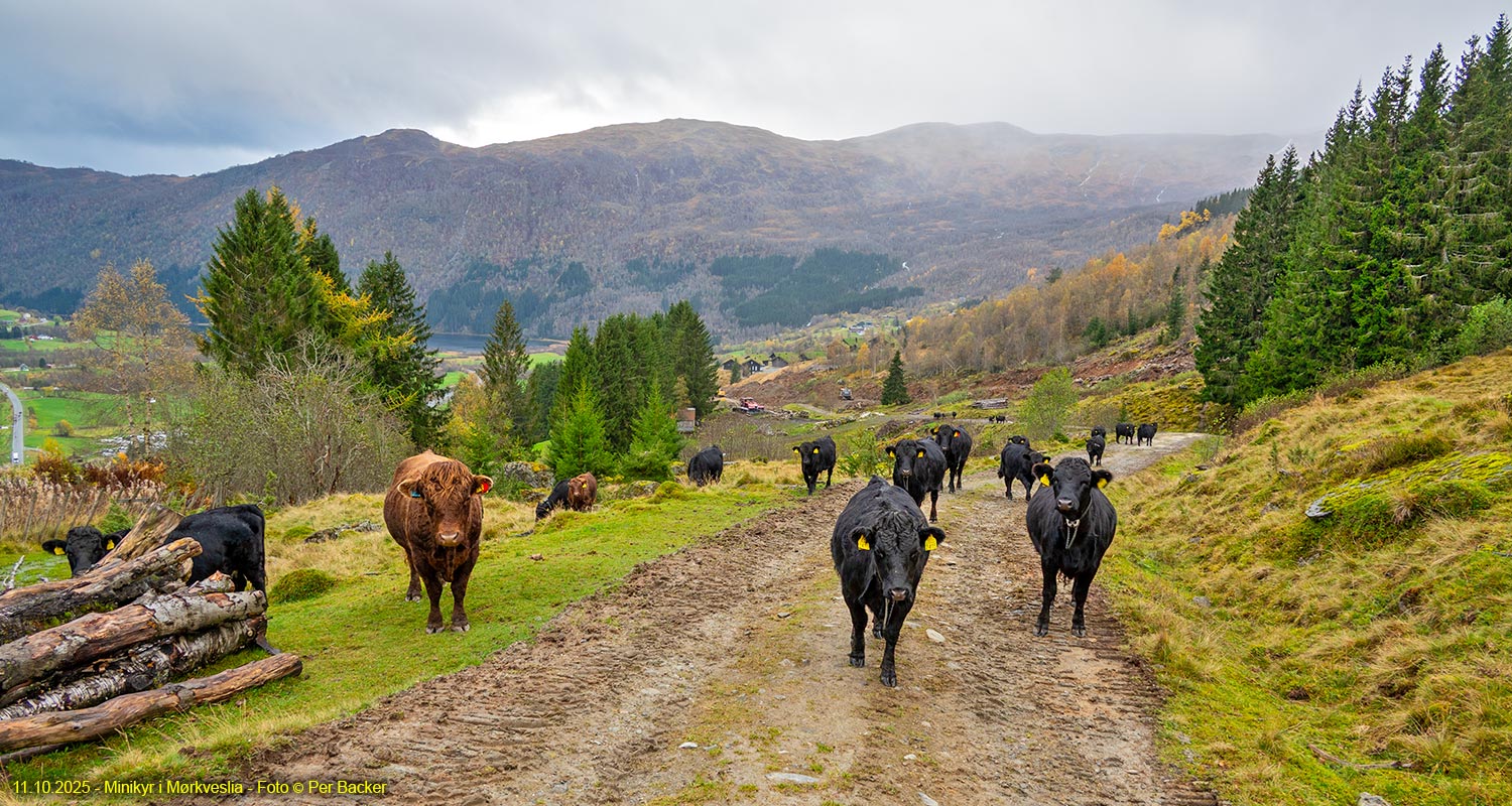 Minikyr på Mørkve