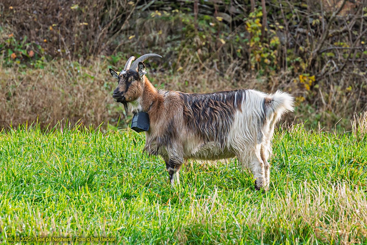 Geit på Nesheim