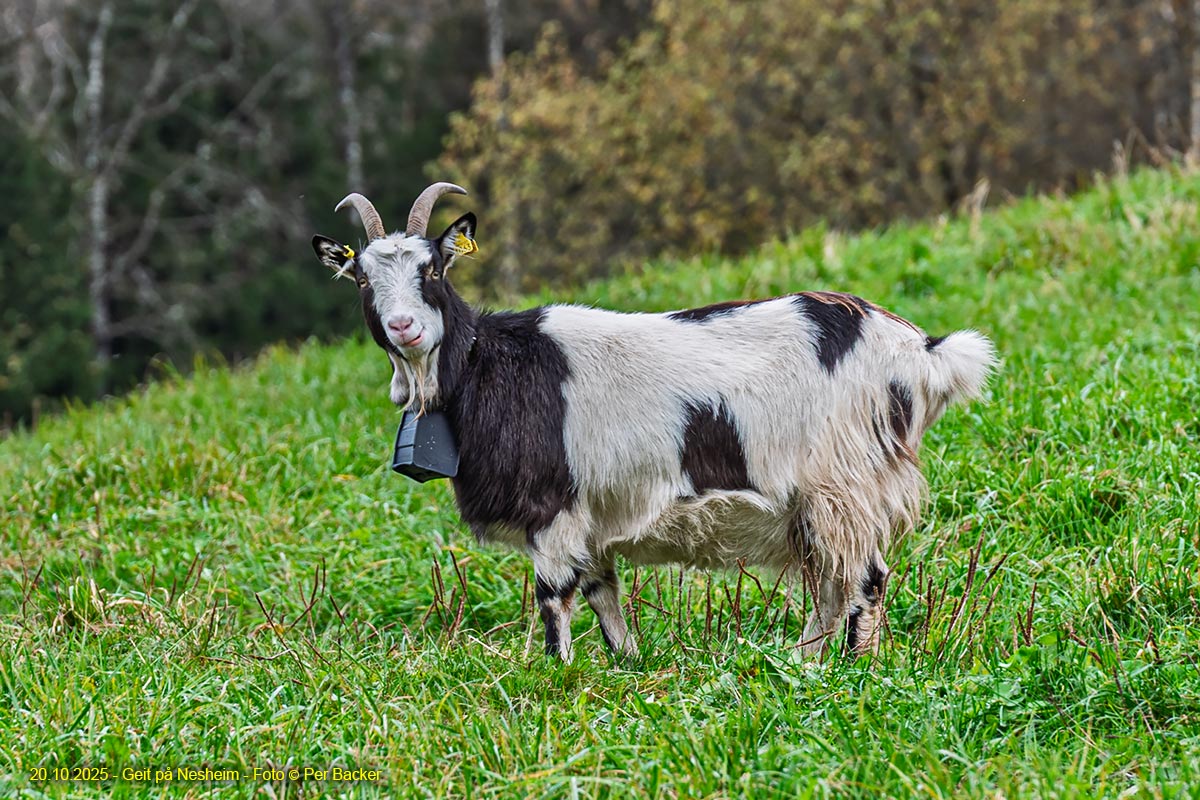 Geit på Nesheim