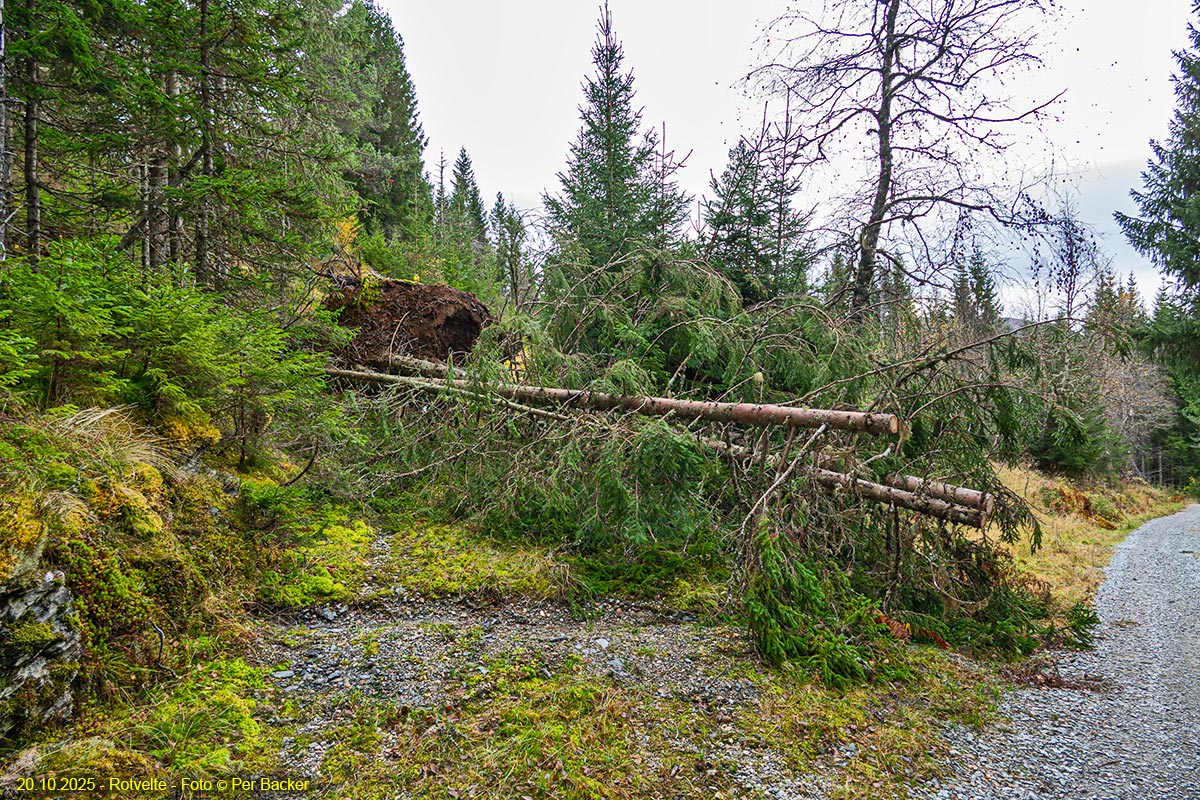 Rotvelte ved vegen til Øyaset