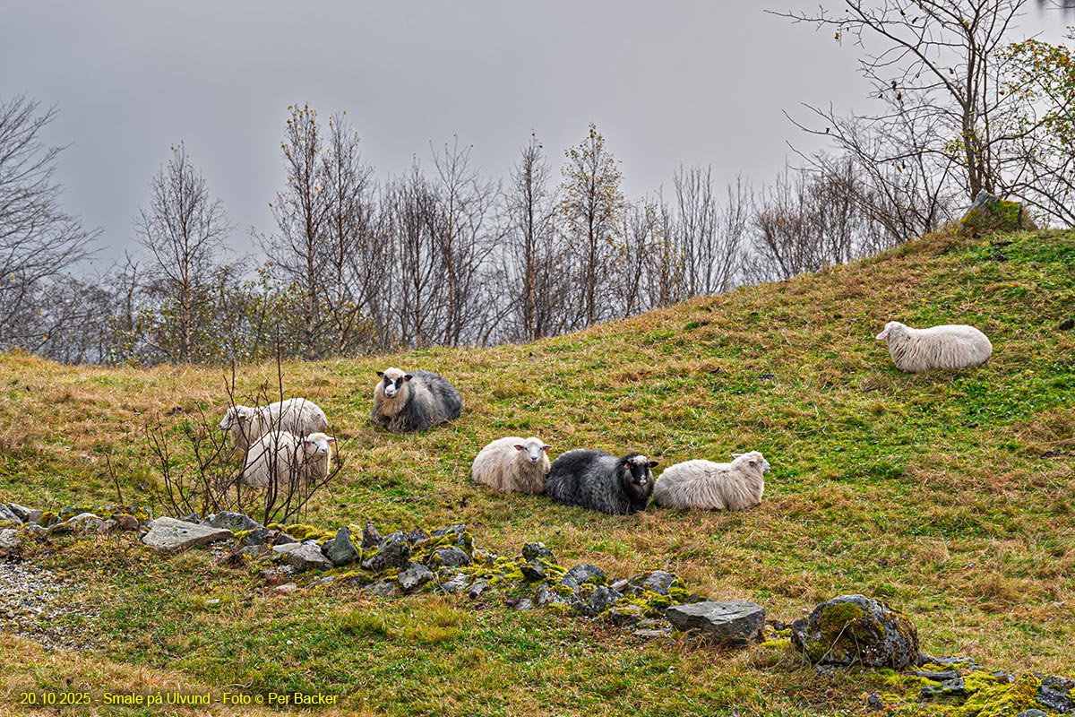 Smale på Ulvund