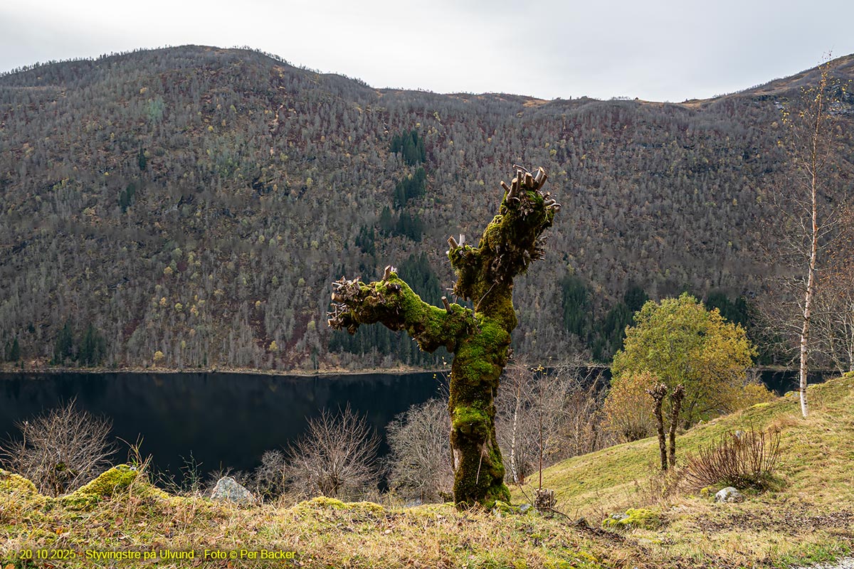 Styvingstre på Ulvund