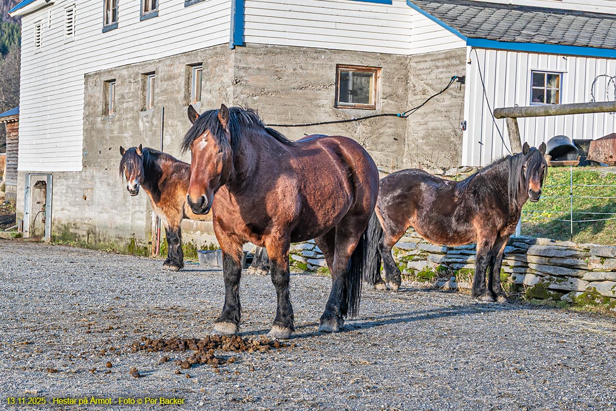 Hestar på Årmot