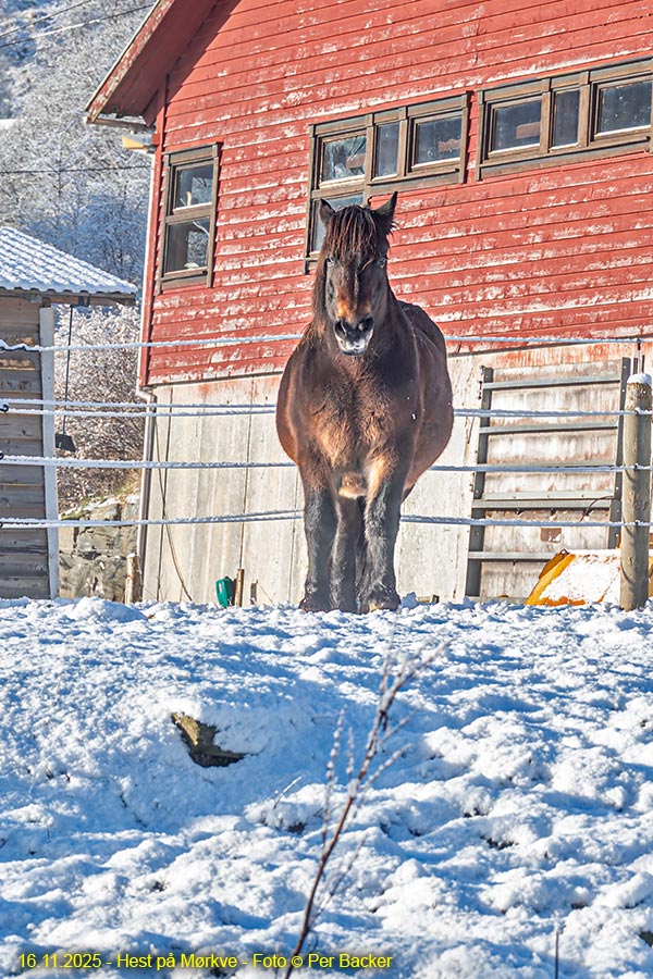 Hest på Mørkve