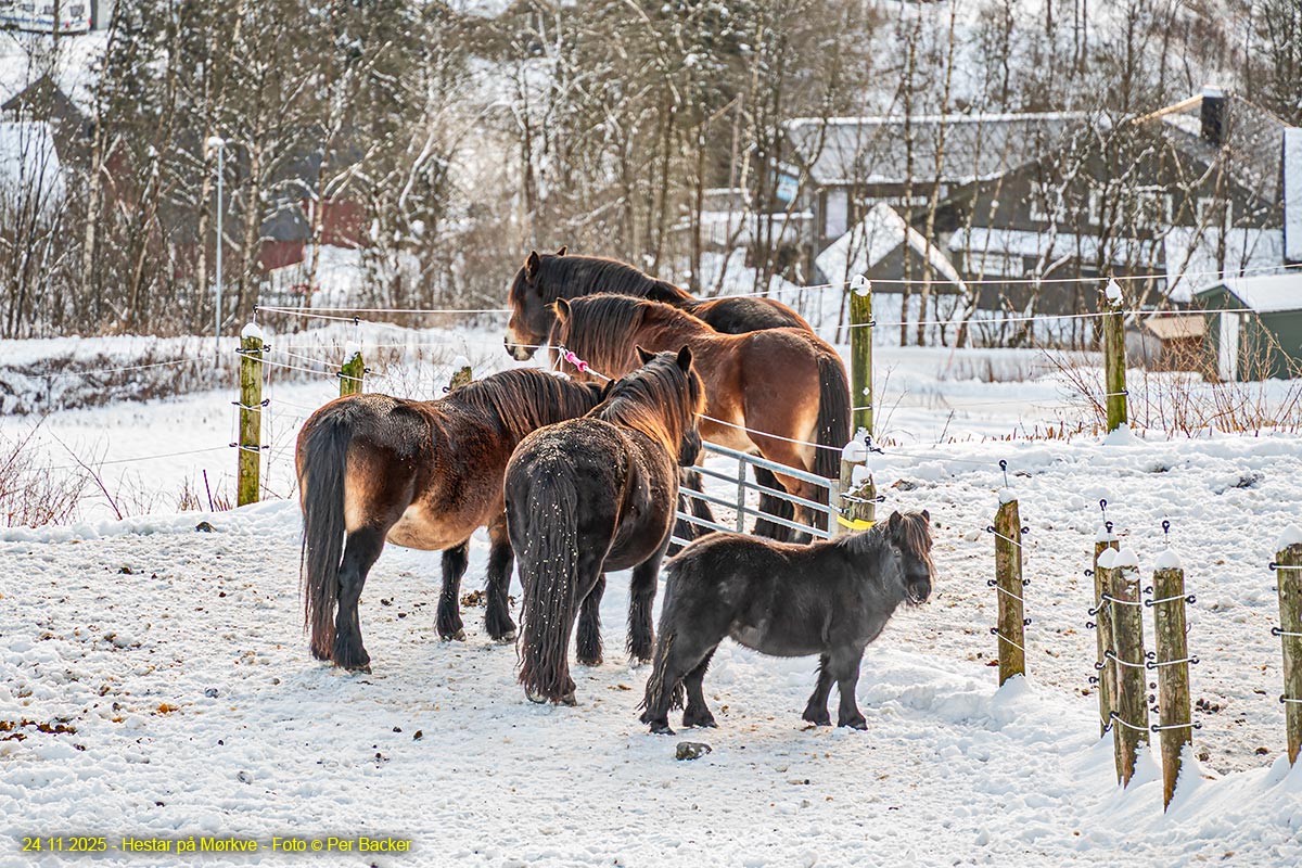 Hestar på Mørkve