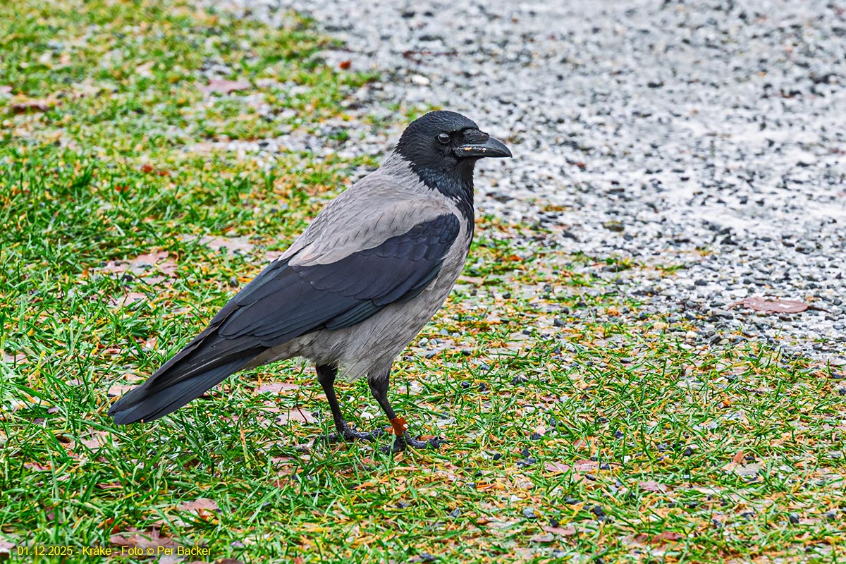 Kråke