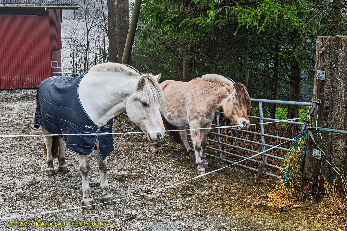 Hestar på Bygd