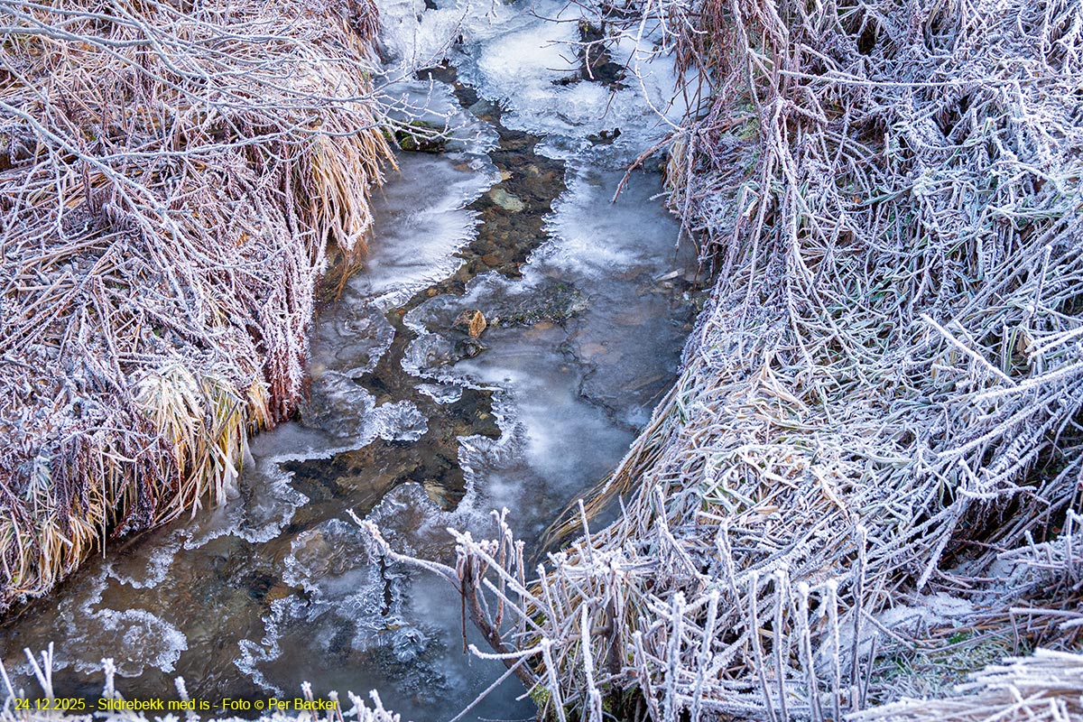 Sildrebekk med is