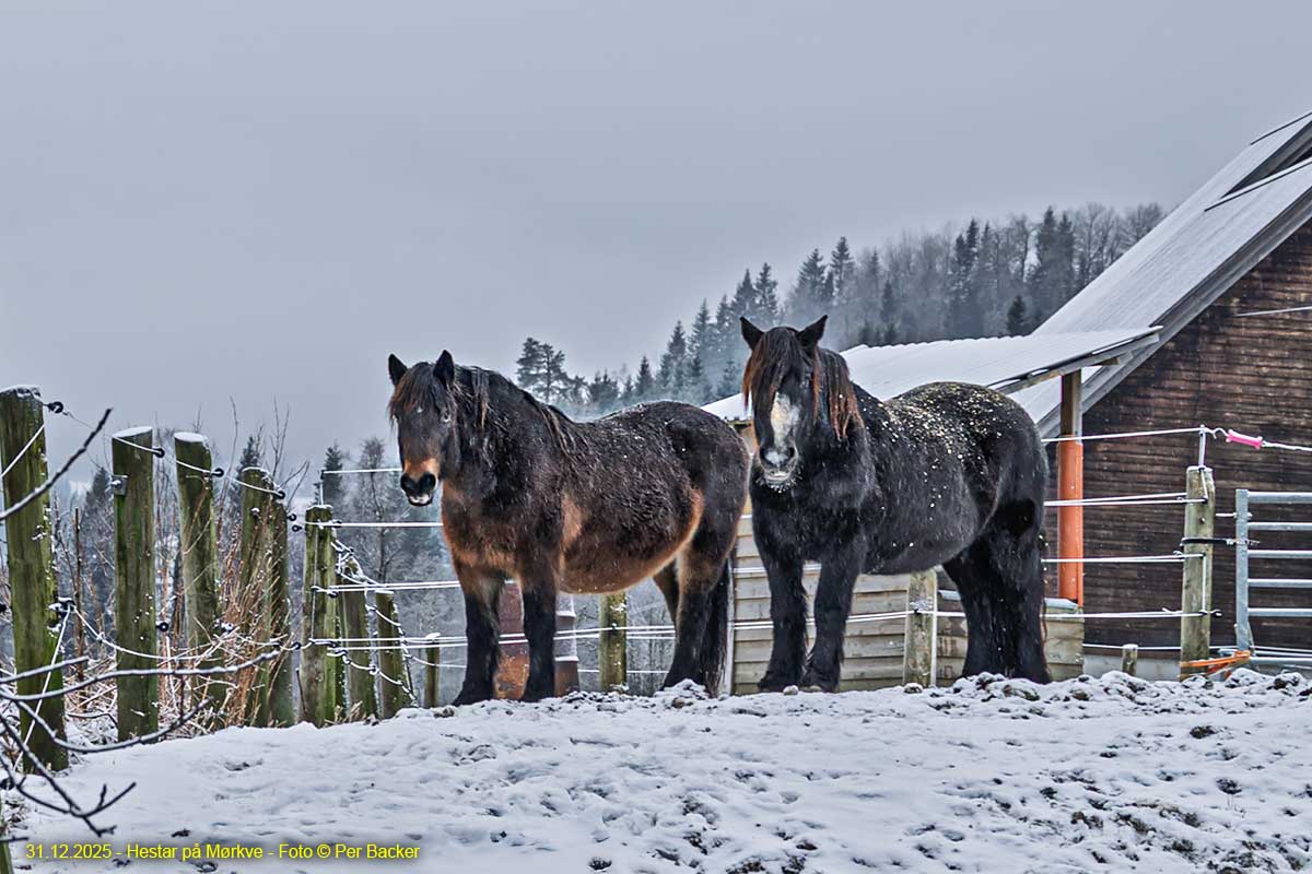 Hestar på Mørkve