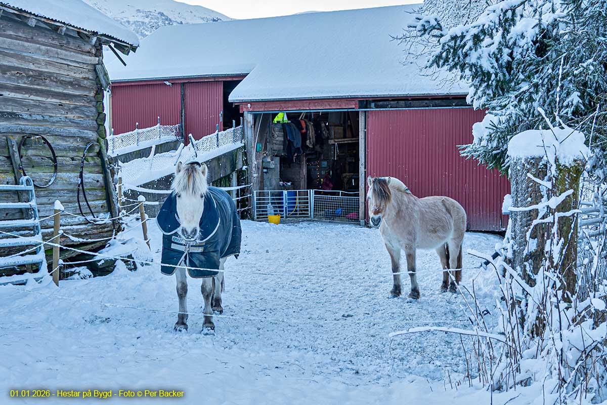 Hestar på Bygd