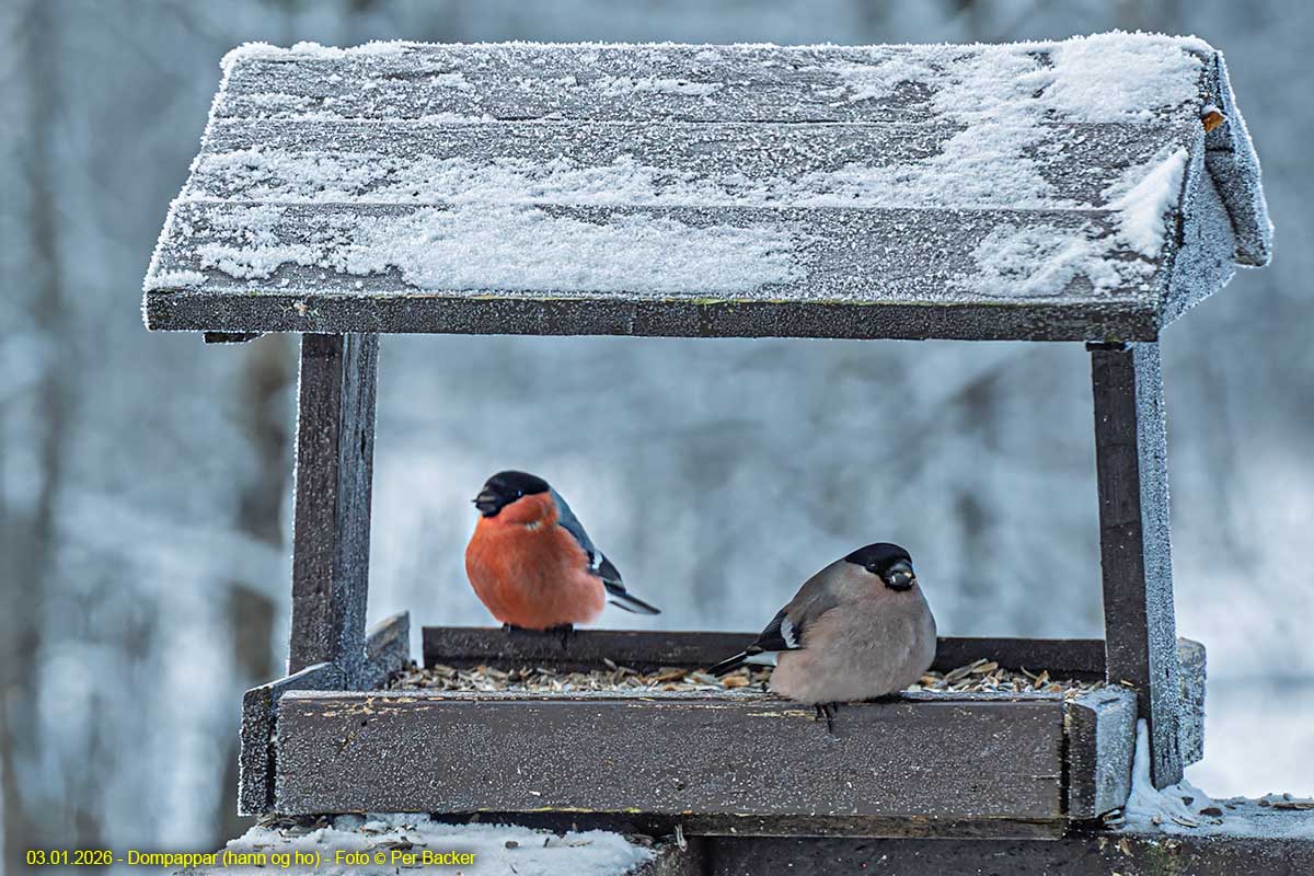 Dompappar (hann og ho)