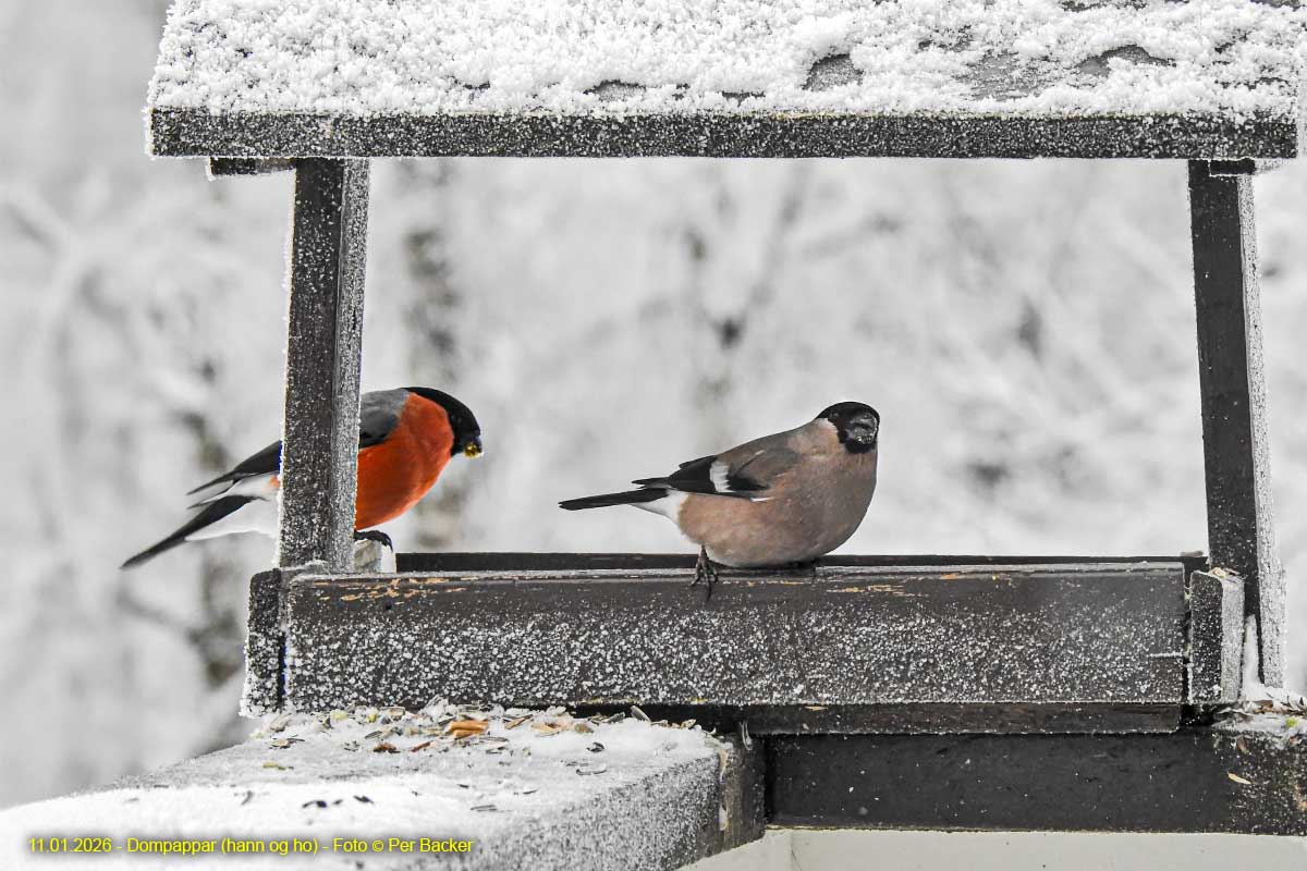 Dompappar (hann og ho)