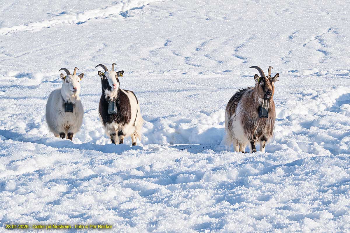 Geiter på Nesheim