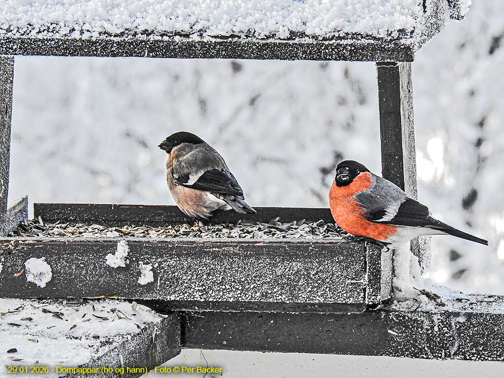 Dompappar (ho og hann)