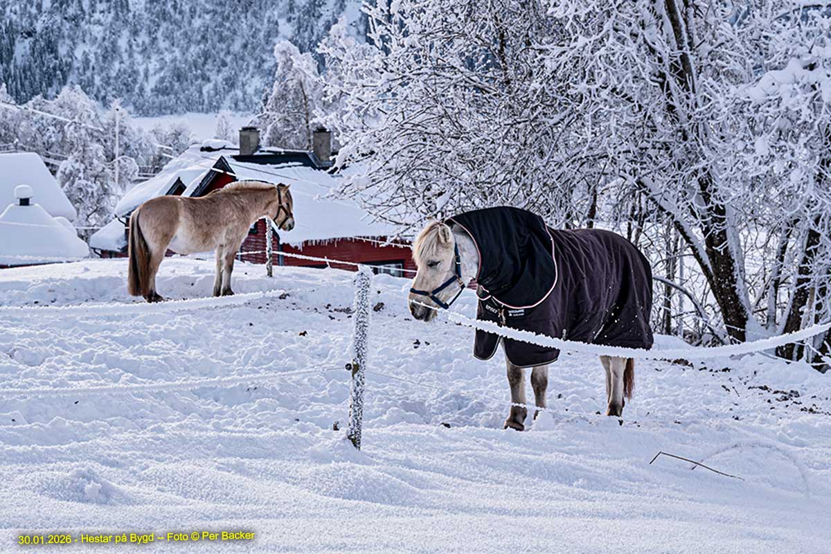 Hestar på Bygd