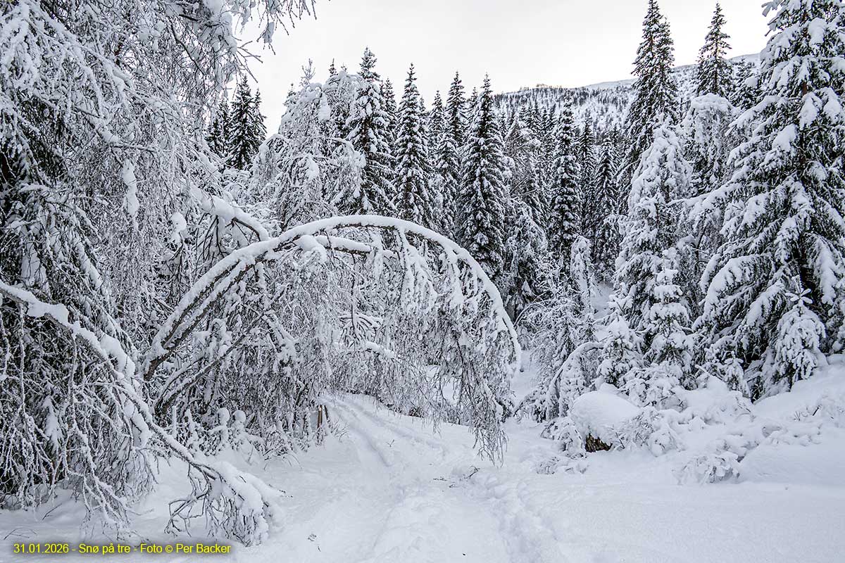 Snø på tre