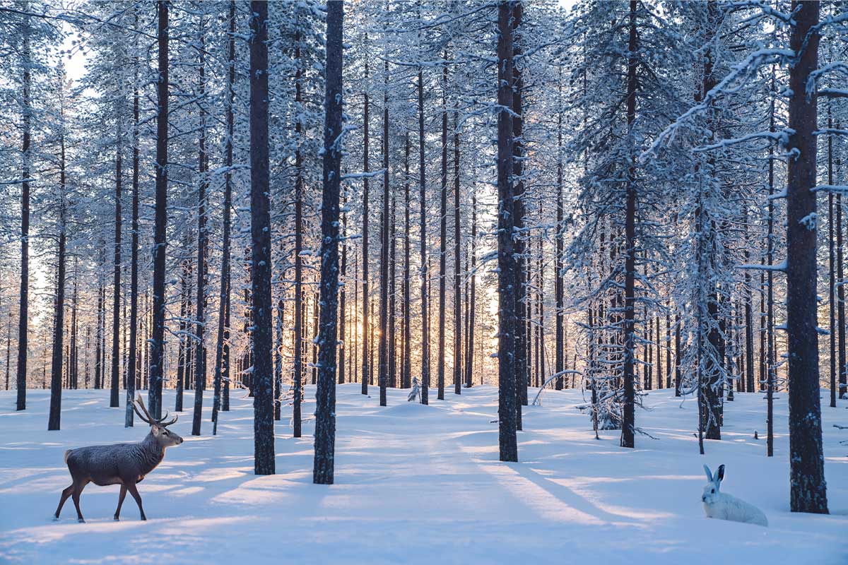 Vinter i skogen (KI)