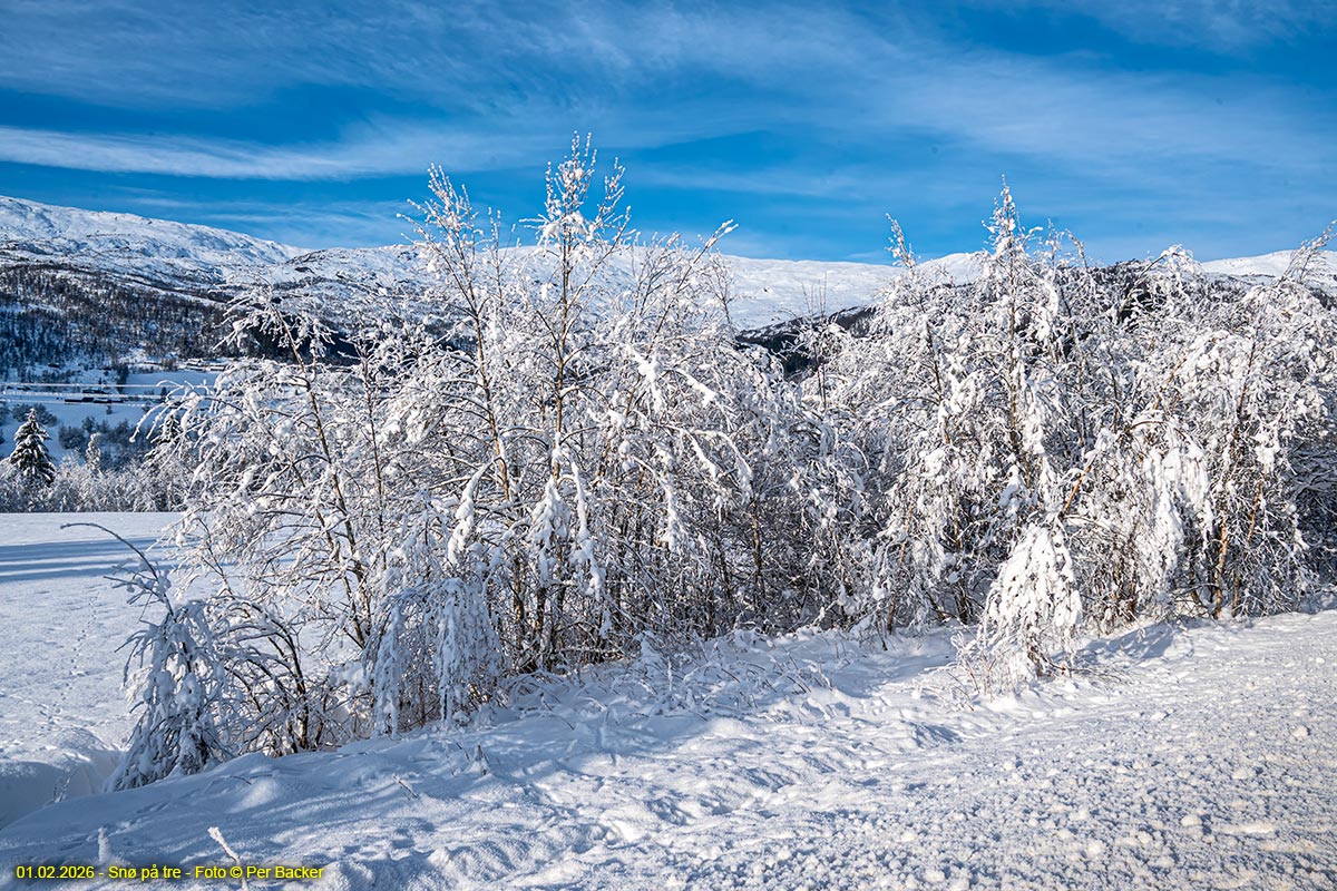 Snø på tre