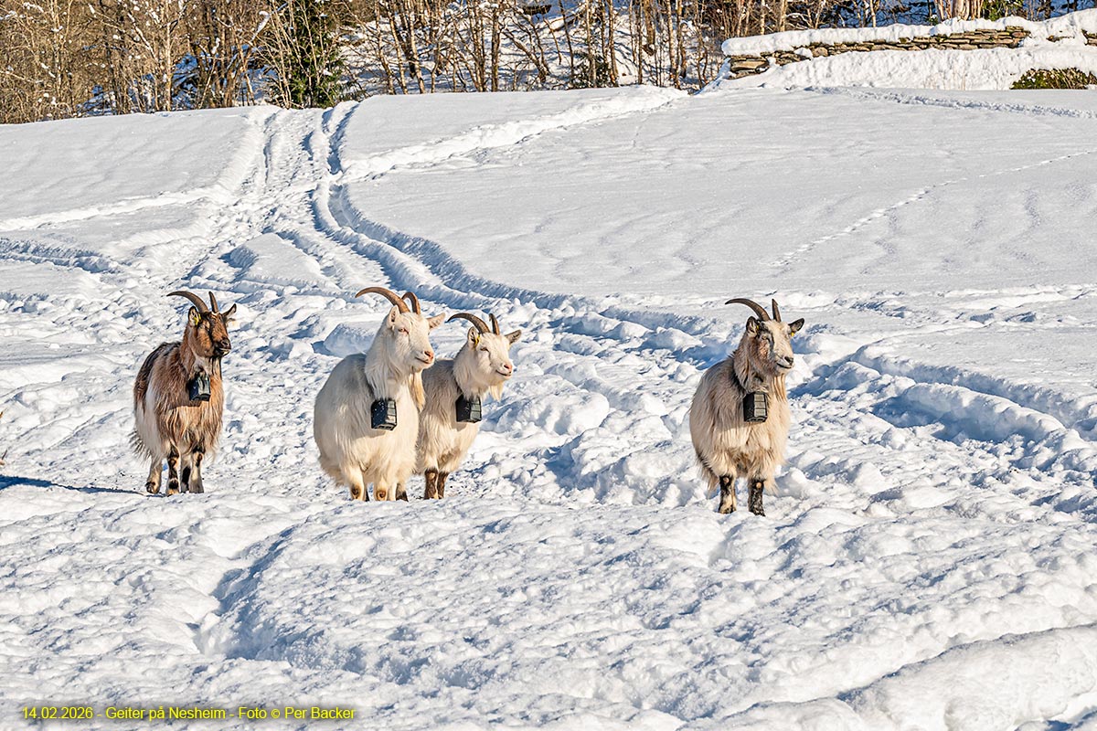 Geiter på Nesheim