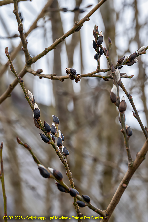 Seljeknoppar på Mørkve