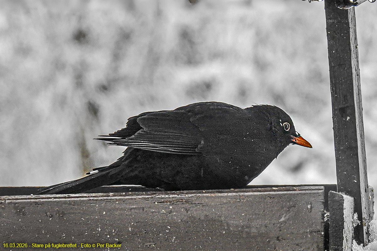 Stare på fuglebrettet