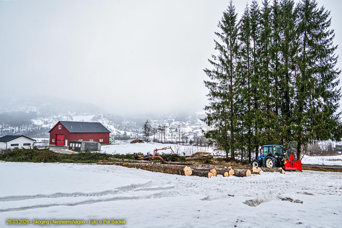 Skoging i Nesheimshagen