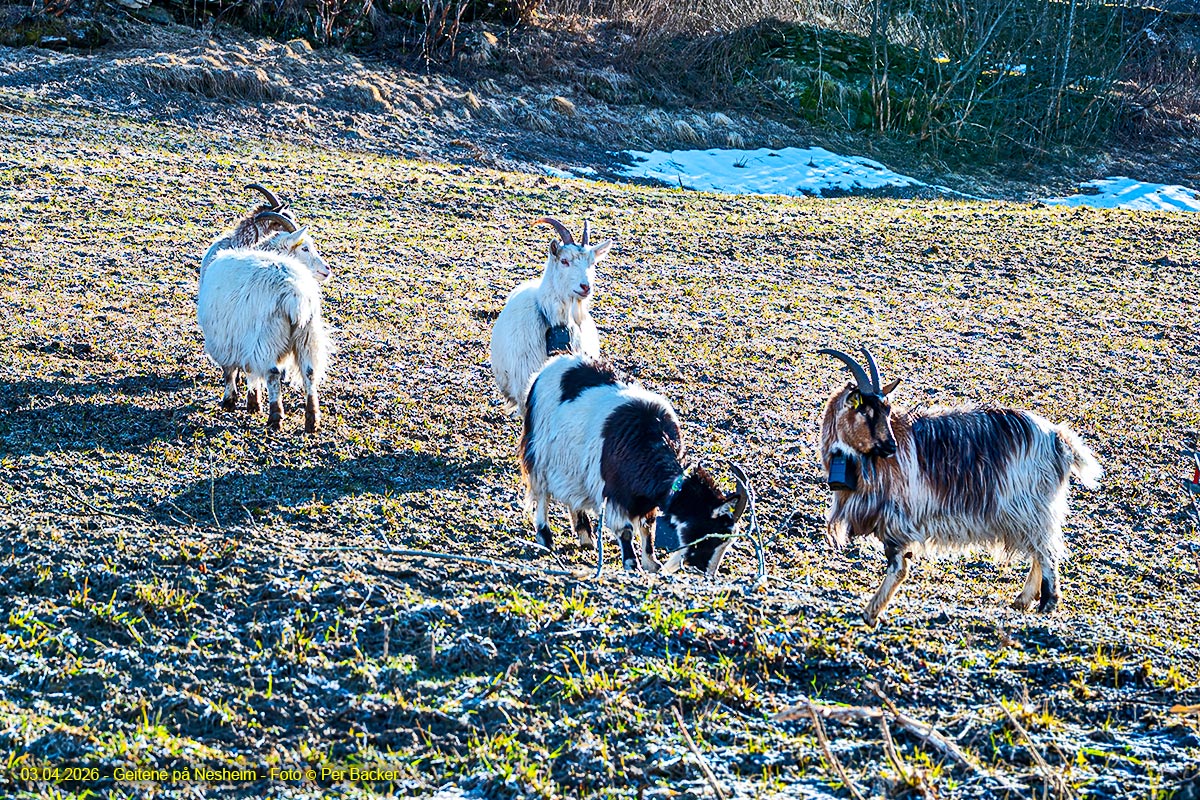 Geitene på Nesheim