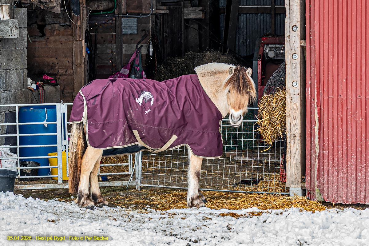 Hest på Bygd