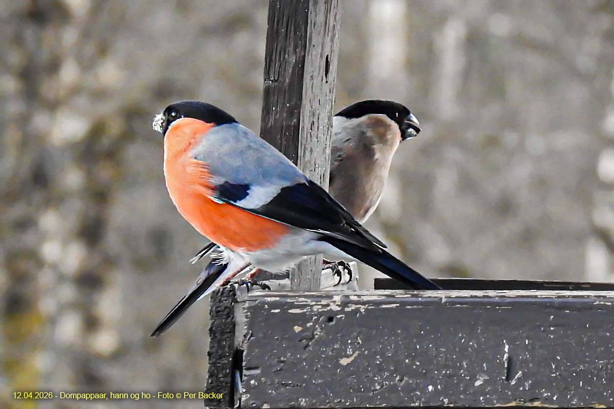 Dompappar, hann og ho