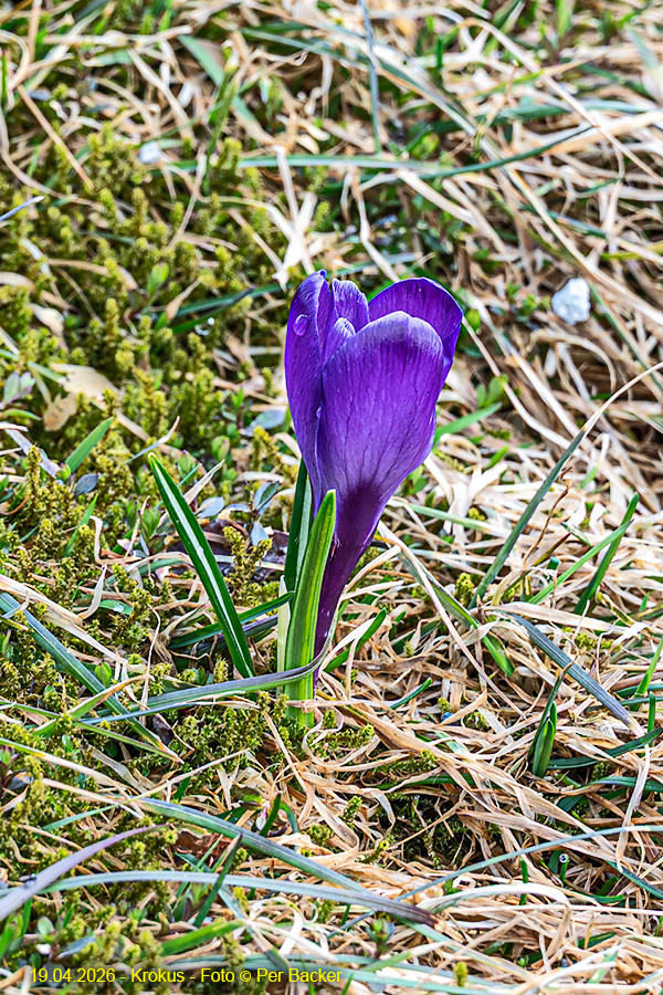 Krokus