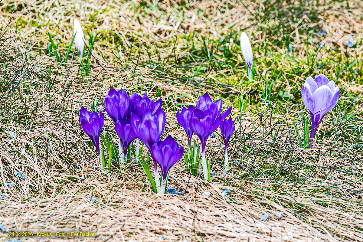 Krokus