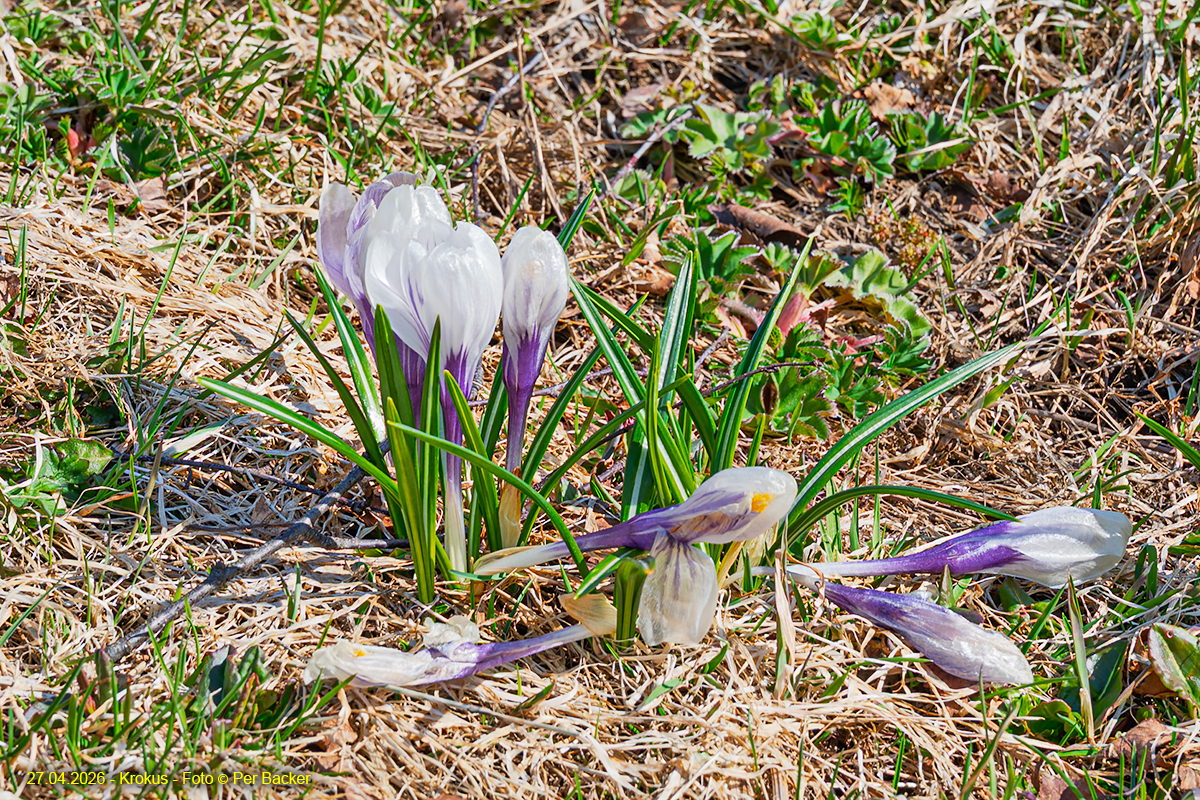 Krokus