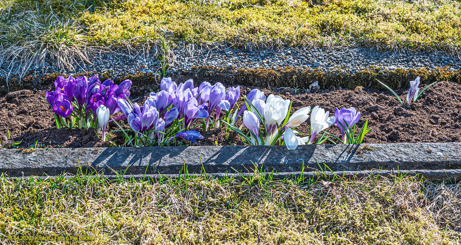 Krokus